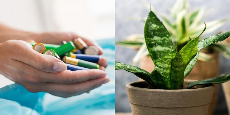 Biten pilleri çöpe atmayın! Atık piller, gübre vazifesi görüyor