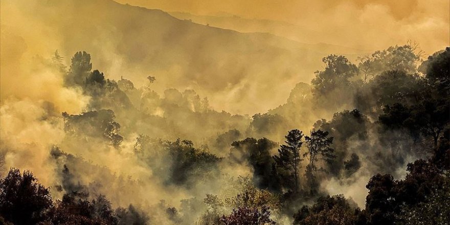 Dünyada 2019'da yaklaşık 12 milyon hektar ormanlık alan yok oldu