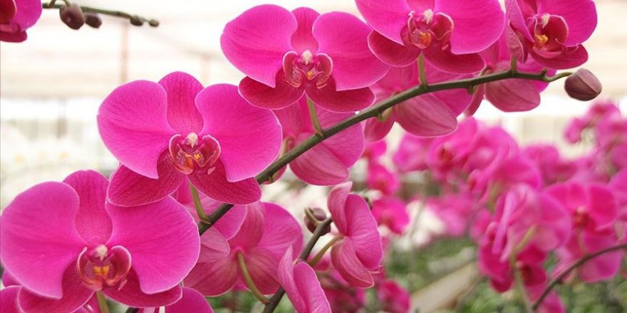 Antalya'da serada yetiştirilen rengarenk orkideler sahiplerini bekliyor