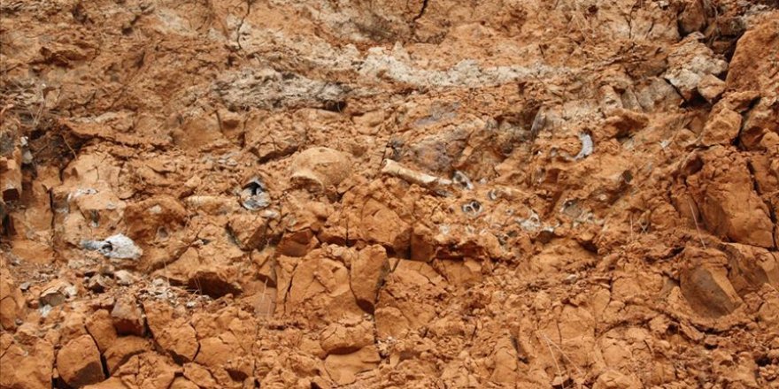 Pakistan'da 45 milyon yıllık olduğu tahmin edilen hamsi fosili bulundu