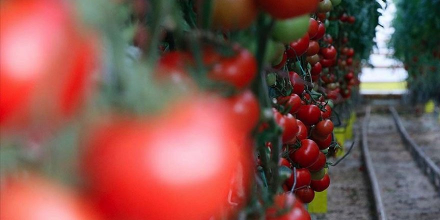 Kovid-19 sürecinde hava kargoyla 1,8 milyon dolarlık meyve ihracatı yapıldı