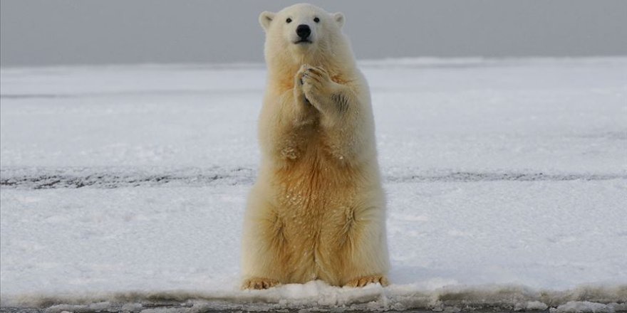 İnsanoğlunun acil çevre gündemi: Biyolojik çeşitliliğin korunması