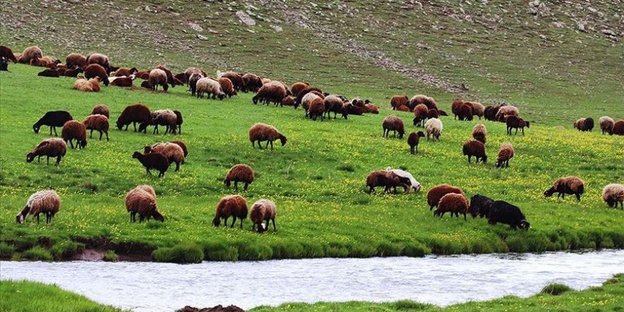 Ağrı'da düğün çiçekleriyle sararan yaylalar göz kamaştırıyor