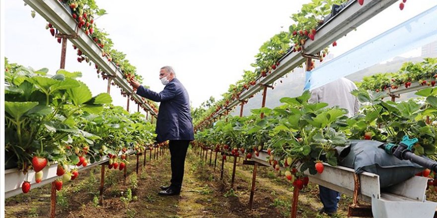Karadeniz'de topraksız yetiştirilen çileğin hasadı başladı