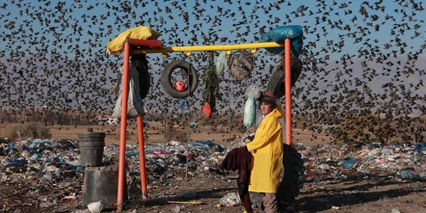Çevre kirliliği nedeniyle dünyada 13 milyon tür yok olma tehlikesiyle karşı karşıya