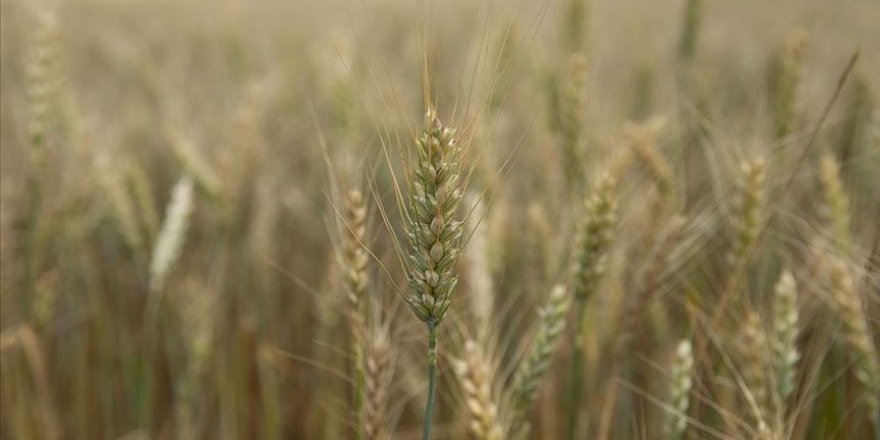 Trakya'da son yağışlarla ekinler başaklarla doldu