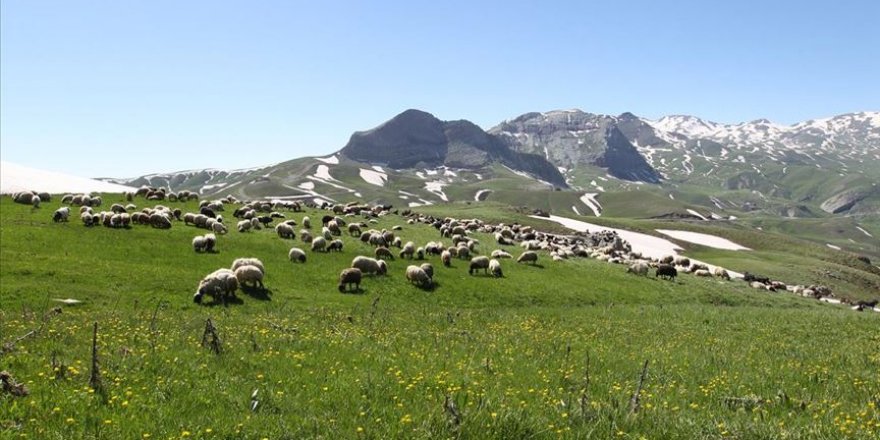 Dört mevsimin bir arada yaşandığı Berçelan Yaylası göçerleri ağırlıyor
