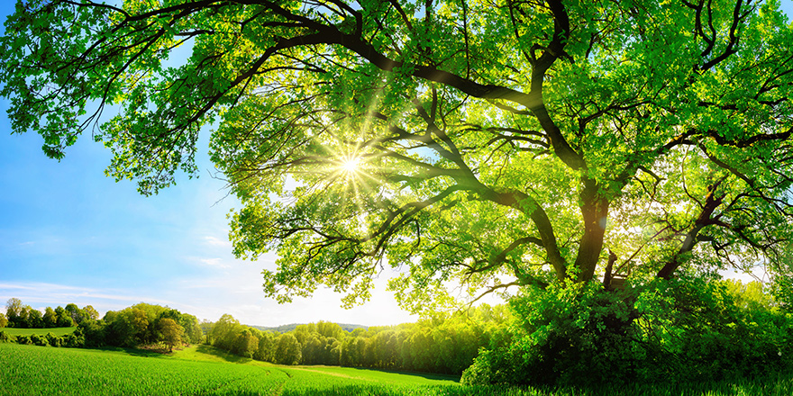 Yeşillik alanda yaşayanlar daha az kalp krizi ve felç geçirme riski taşıyor