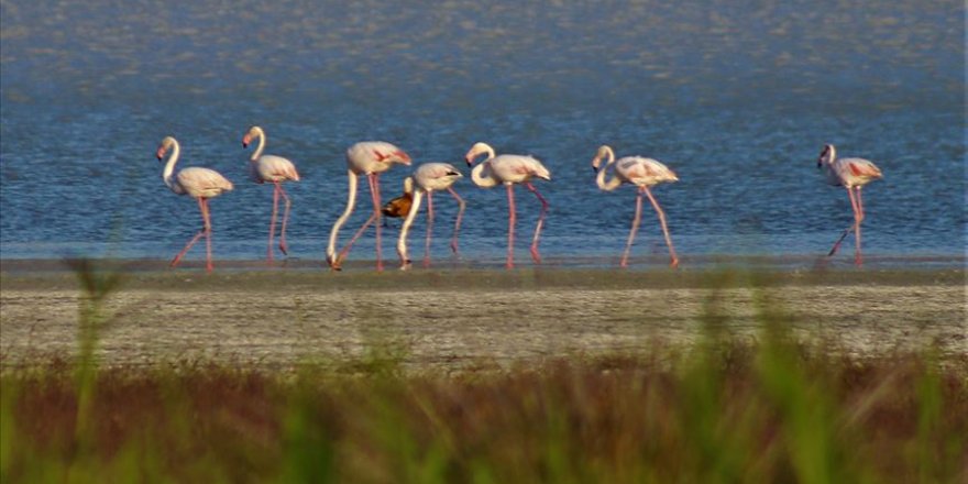 Burdur Yarışlı Gölü'nde flamingo yoğunluğu