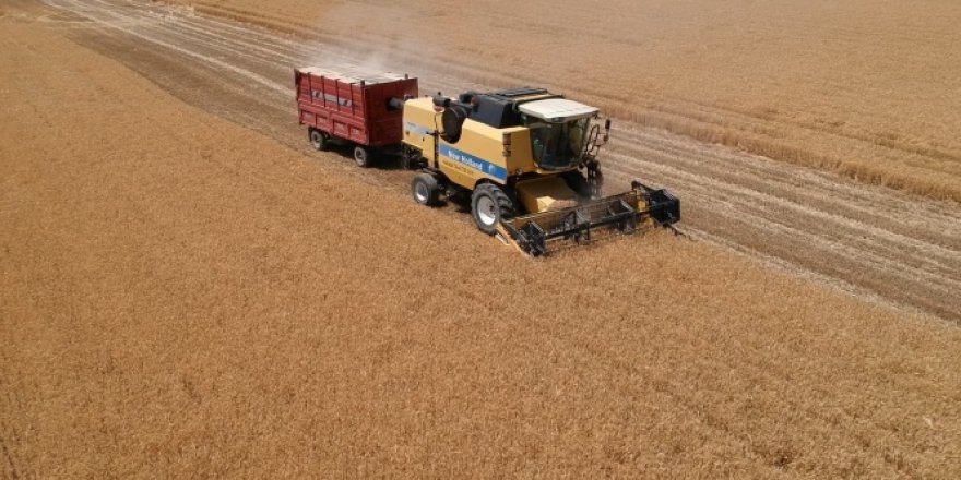 "Sarı altın" hasadı başladı