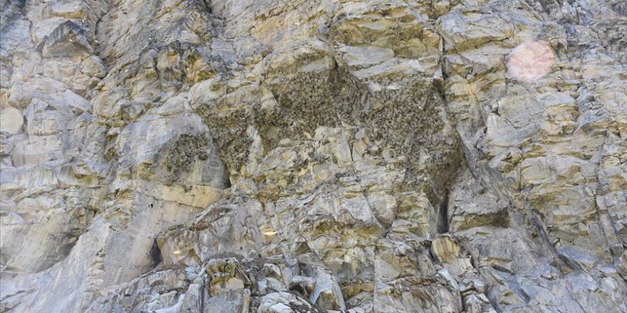 Ani'nin sarp kayalıkları kırlangıçlara yuva oldu