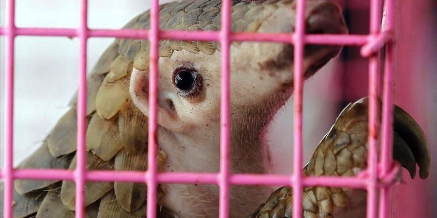 Çin geleneksel ilaç listesinden pangolin pullarını çıkardı