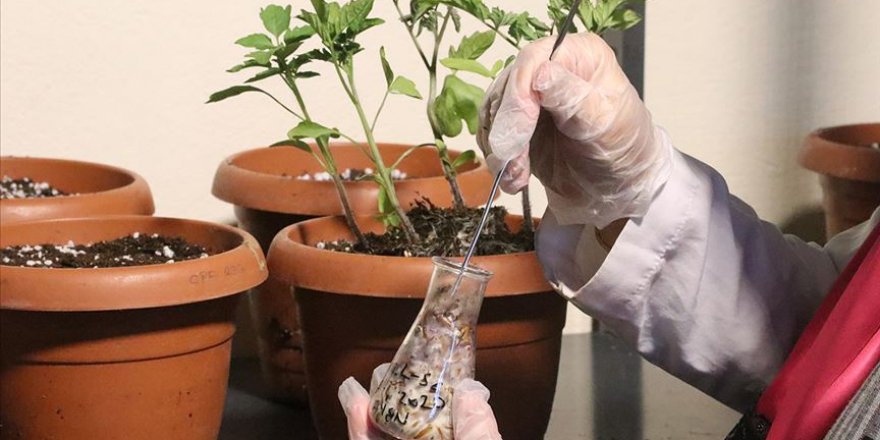 Yerli domatesler zorlu testlerden geçirilerek geliştiriliyor