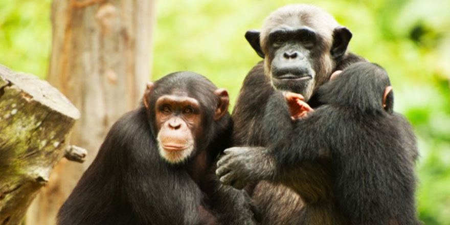 İsrailoğullarından bir topluluk nasıl maymuna çevrildi?