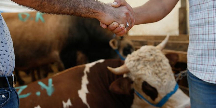 4,7 milyon hayvan Kurban Bayramı'nda kesilmek için bekliyor