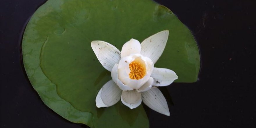 Kızılırmak Deltası'nda açan nilüfer çiçekleri görsel şölen sunuyor