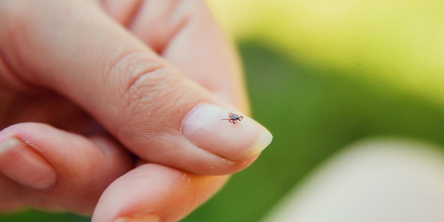 Lyme hastalığı riskine dikkat!