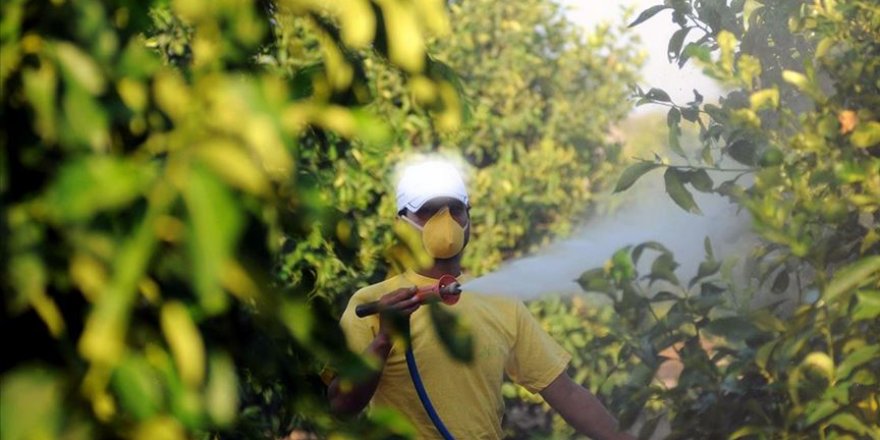 Zirai ilaçlar böceklerin geleceğini tehdit ediyor