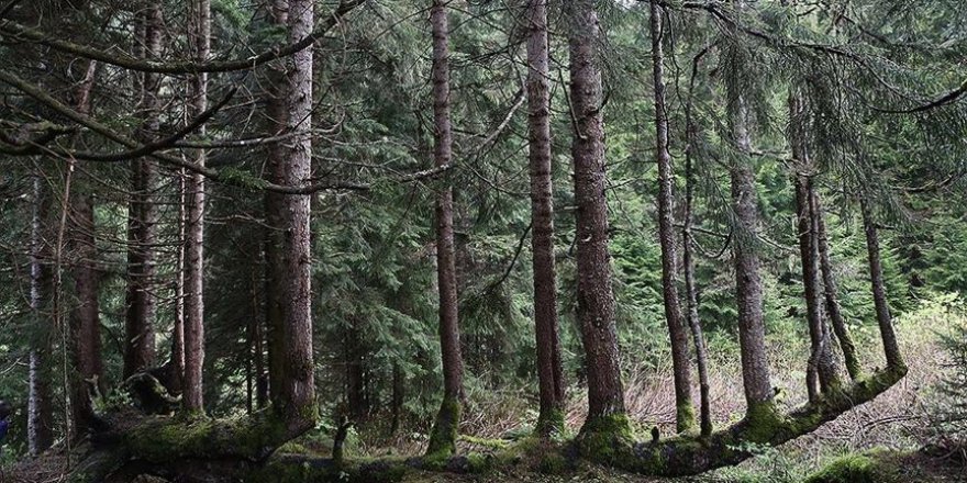 Karadeniz'deki üç ilde ladin ormanlarını 40 bin faydalı böcek koruyacak