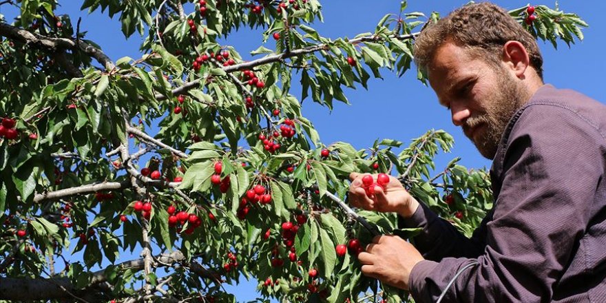 İdlib'de ateşkes hasadı
