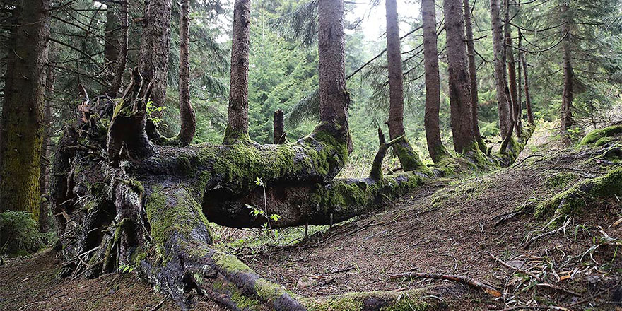 Gövdesinden 18 ağaç yetişen ladin ağacı ziyarete açılacak