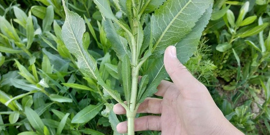 Kovid-19 hastalarında azalan enzim, yeşil bitki yapraklarında üretildi