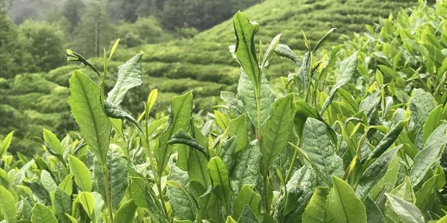 ÇAYKUR yaş çay bedellerini ödemeye başladı
