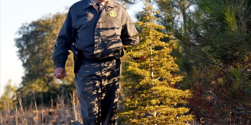 Orman Genel Müdürlüğü geçici işçi alacak