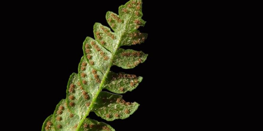 Küre Dağları'nda yeni bir endemik bitki türü keşfedildi