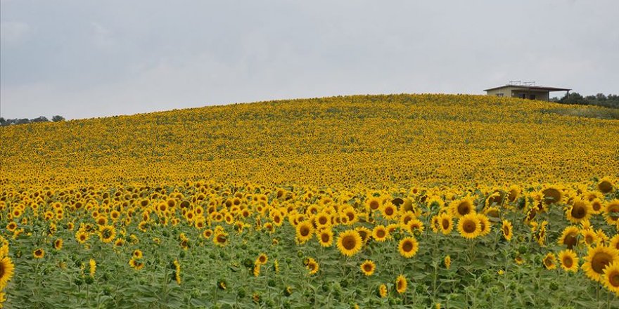 'Sarı gelinlik' giyen Adana'da 250 bin ton ayçiçeği rekoltesi bekleniyor
