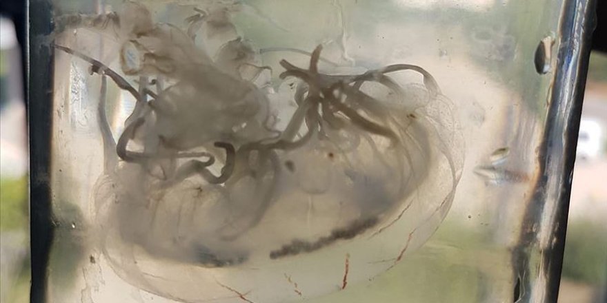 Antalya'da deniz anası türü bulundu