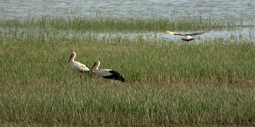 Sıhke Gölü'nün yeni misafirleri ‘leylekler'