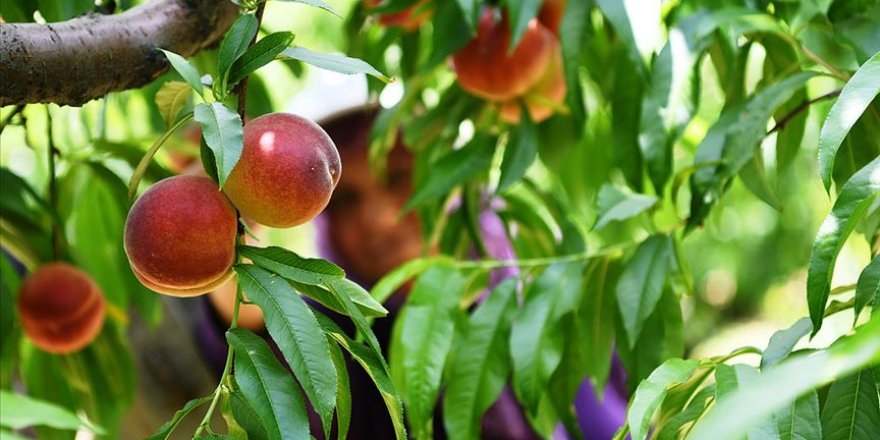 'Erkenci şeftali' üreticisinin yüzünü güldürdü