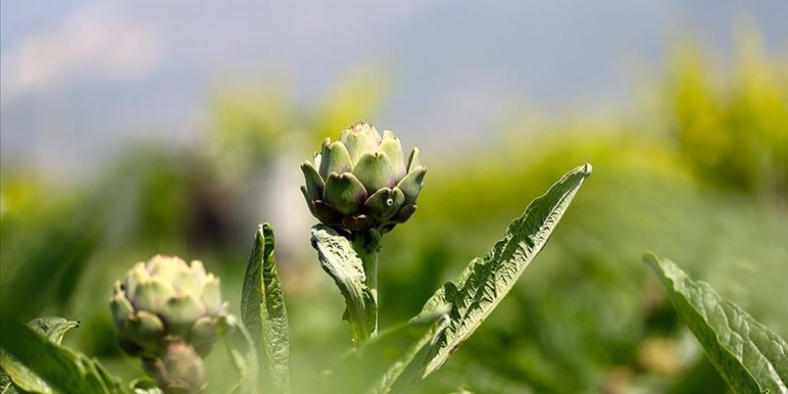 'Karaciğer dostu' enginarın zorlu hasadı başladı