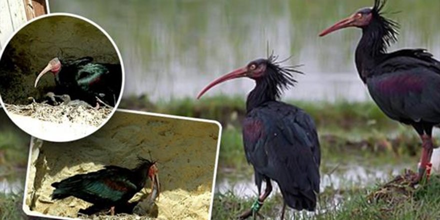 Koruma altındaki Kelaynakların yavruları hayata gözlerini açmaya başladı