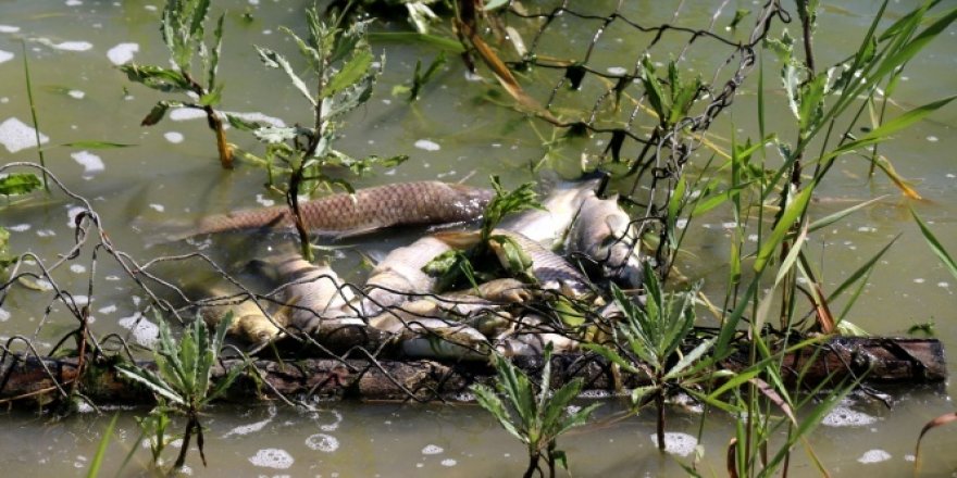Gölette balıklar ölmeye başladı