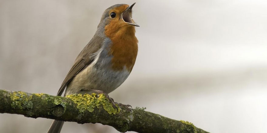 Kuşların da tıpkı insanlar gibi farklı lehçelerde konuştuğu keşfedildi