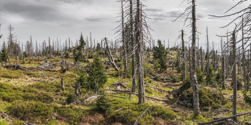 Kuraklık nedeniyle her yıl 5,2 milyon hektar orman arazisi azalıyor