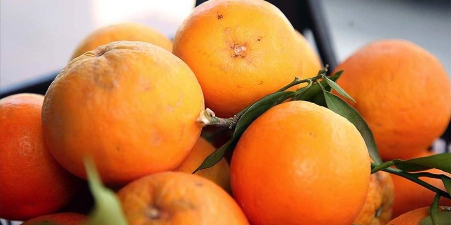 Türk narenciyesini 2020'de en çok Ruslar tüketti