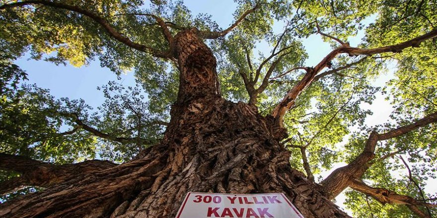 Yıllara meydan okuyan ağaçlar tescillenerek koruma altına alındı