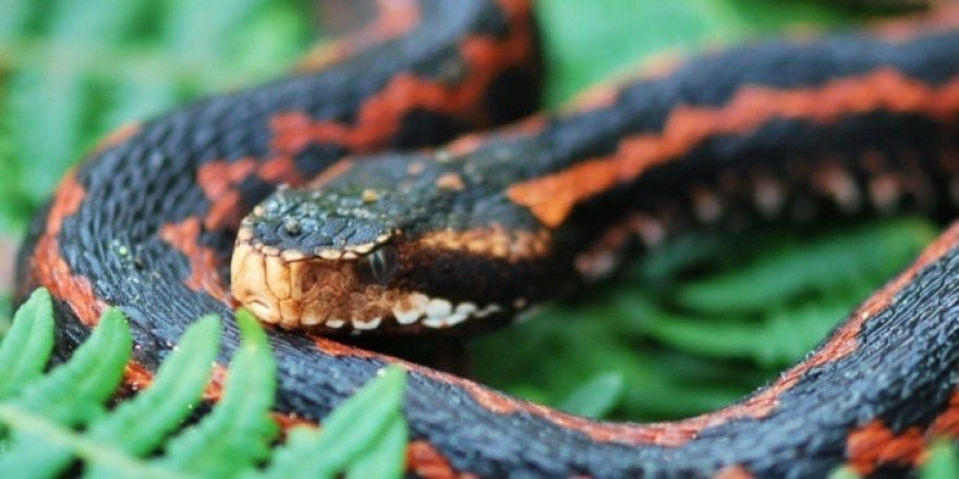 Yılanların son dönemde sıkça görülmesinin sebebini açıklandı