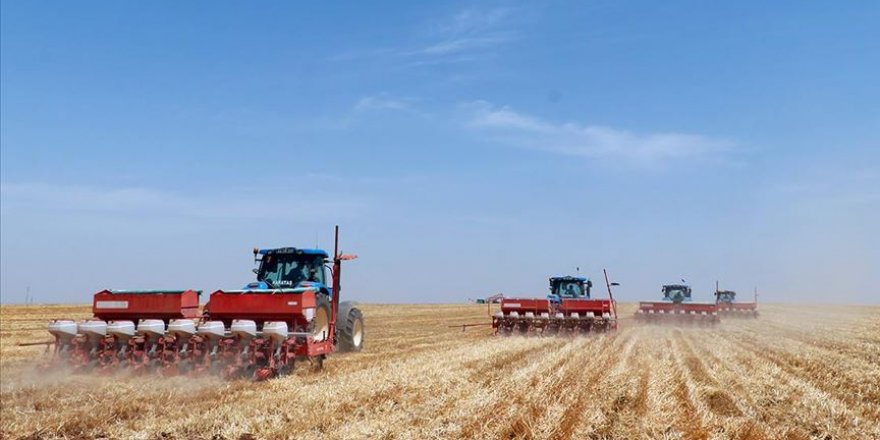 'Türkiye'nin en büyük çiftliği'nde hasat bitmeden ekim başladı