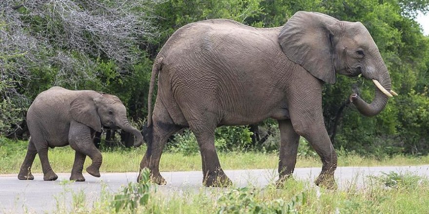 Botsvana'da 3 ayda 154 fil ölü bulundu
