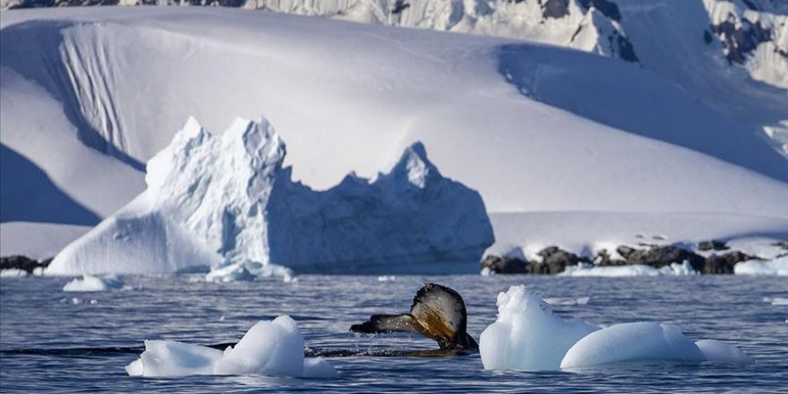 Antarktika'da bulunan 68 milyon yıllık fosil yumurta bir mosazora ait olabilir