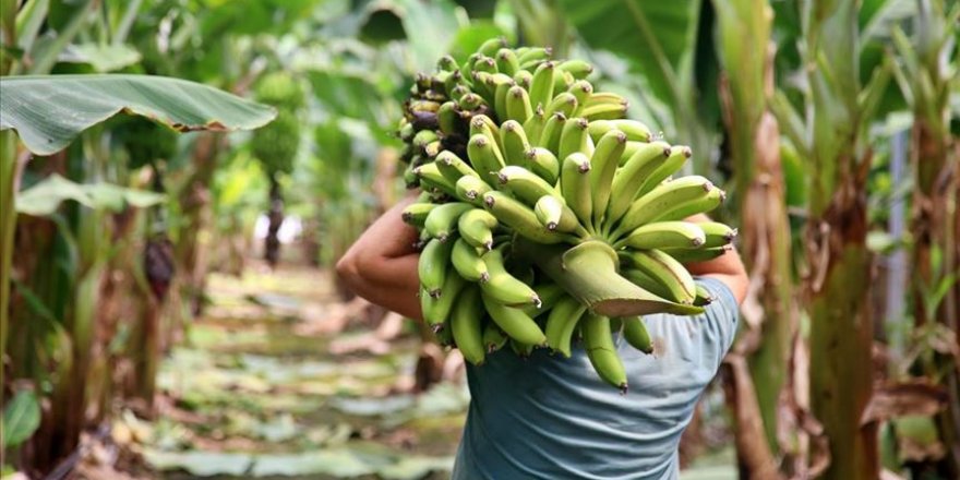 Devlet desteğiyle genişleyen seralar, muz üretiminde artışı sağladı
