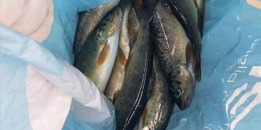 Elektrik akımı ile balık avlayana 10 bin lira ceza