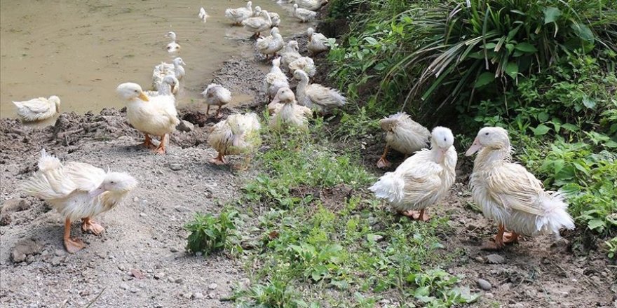 Ordu'da Pekin ördeği yetiştirmek için işletme kuruldu