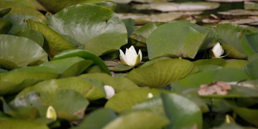 Eber Gölü'nde ki nilüferler görsel şölen oluşturuyor