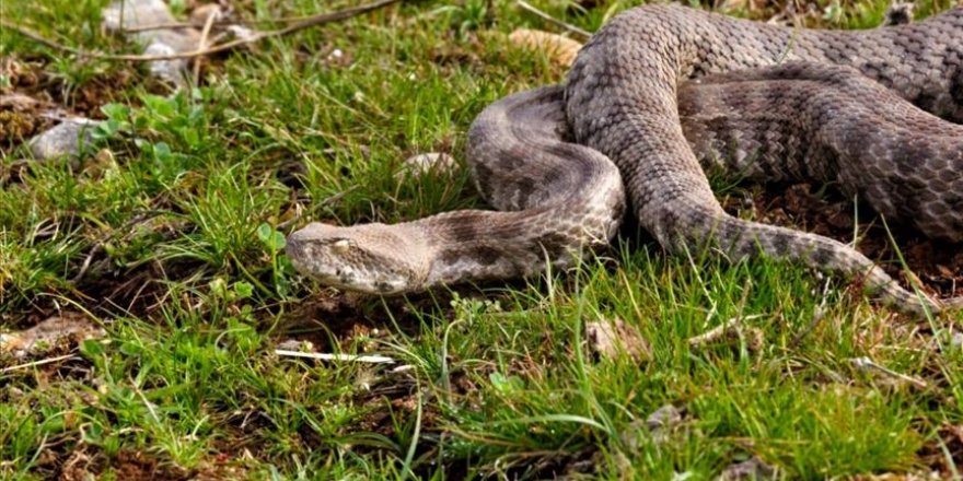 Veteriner uyarısı: Yılanları öldürmek hastalıklara yol açar