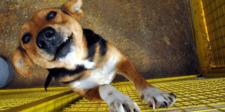 Çin'de köpek eti festivali başladı